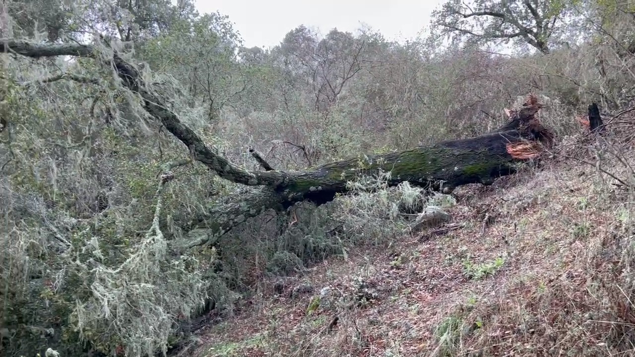 Fallen Live Oak tree prior to removal.